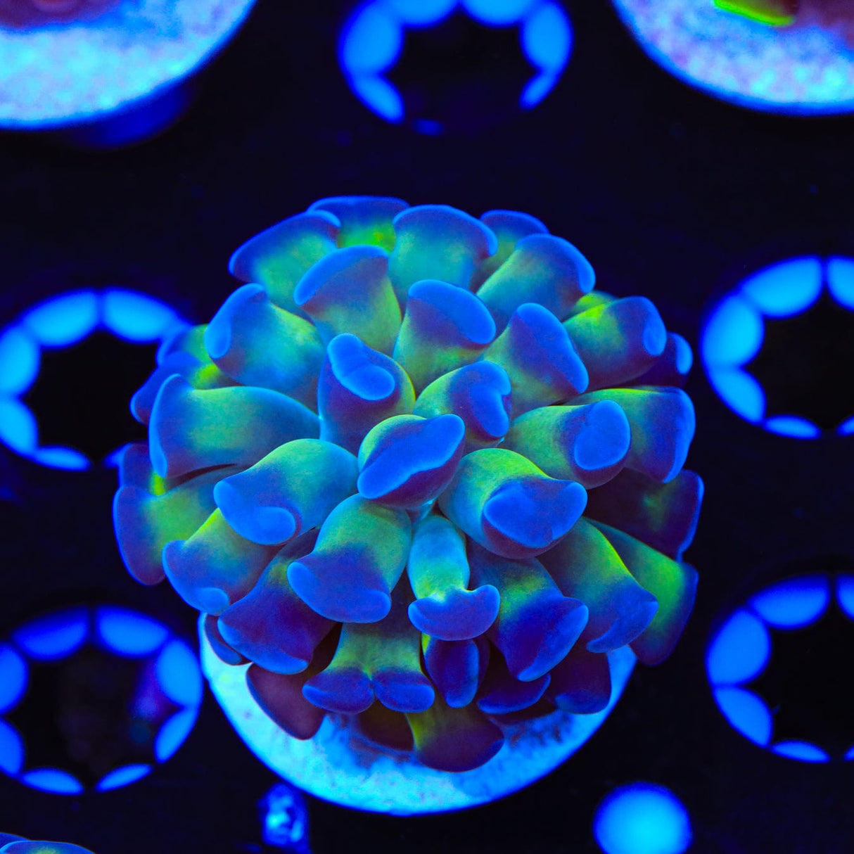 Bicolor Hammer Coral