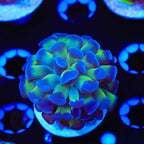 Bicolor Hammer Coral