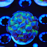 Bicolor Hammer Coral