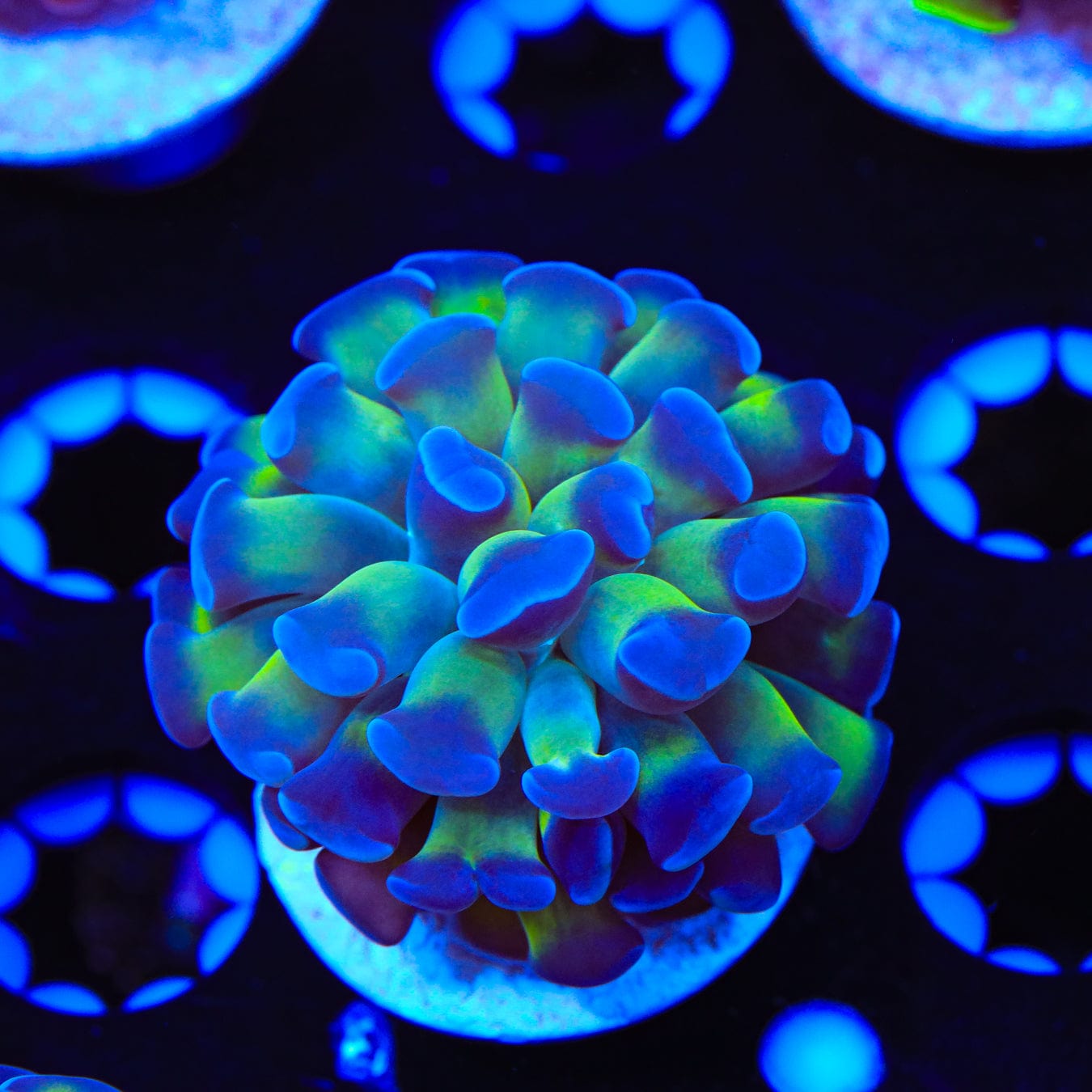 Bicolor Hammer Coral
