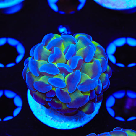 Bicolor Hammer Coral