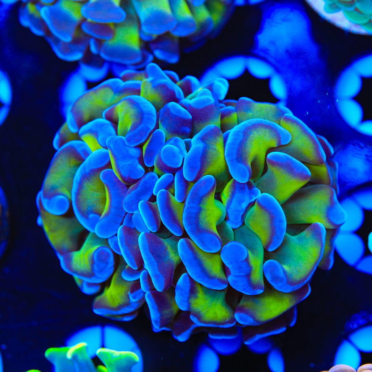 Bicolor Hammer Coral