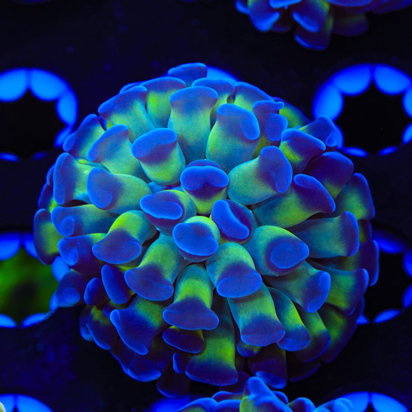 Bicolor Hammer Coral