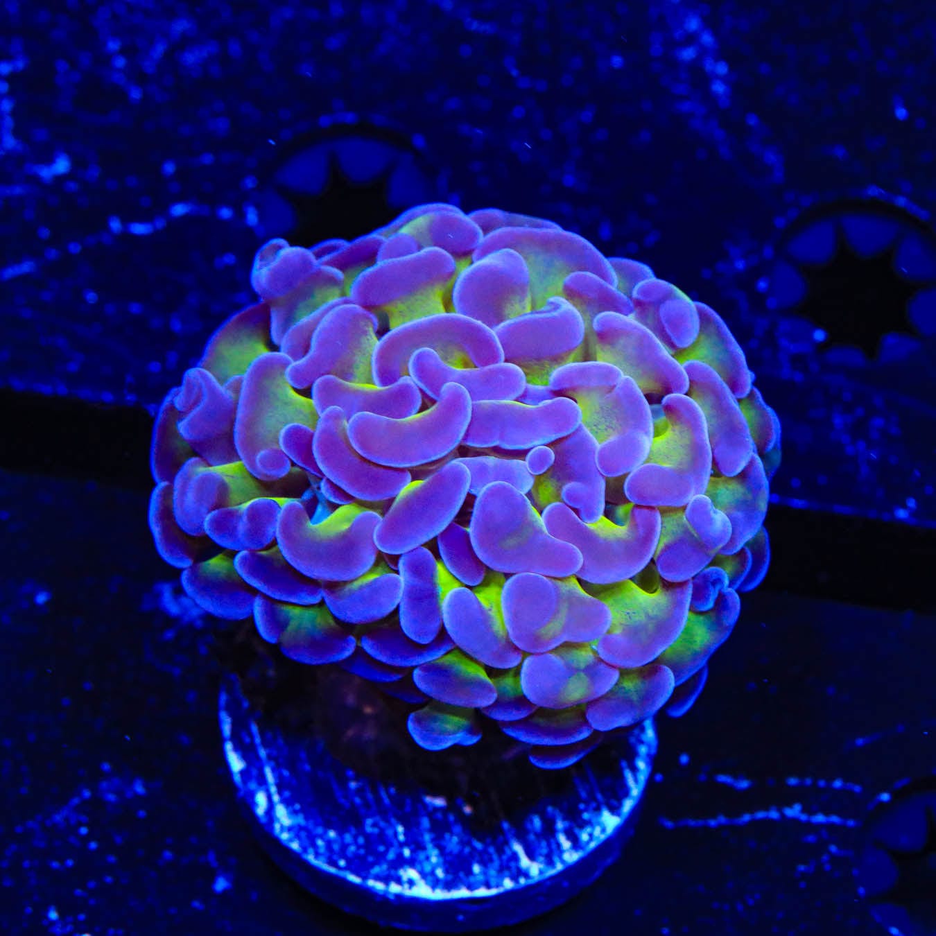 Bicolor Hammer coral
