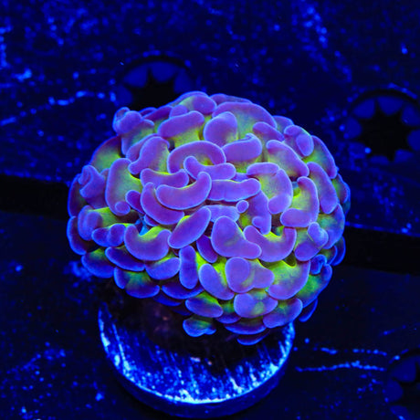 Bicolor Hammer coral