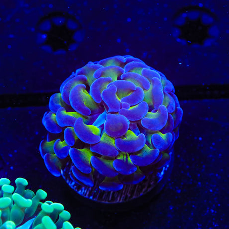 Bicolor Hammer Coral