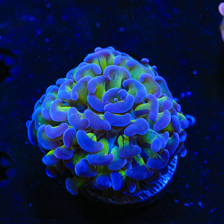 Bicolor Hammer Coral