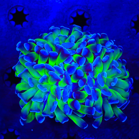 Bicolor Hammer Coral