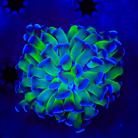 Bicolor Hammer Coral