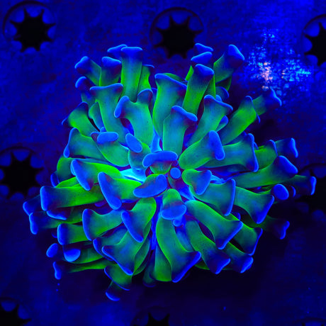 Bicolor Hammer Coral