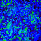 Bicolor Hammer Coral