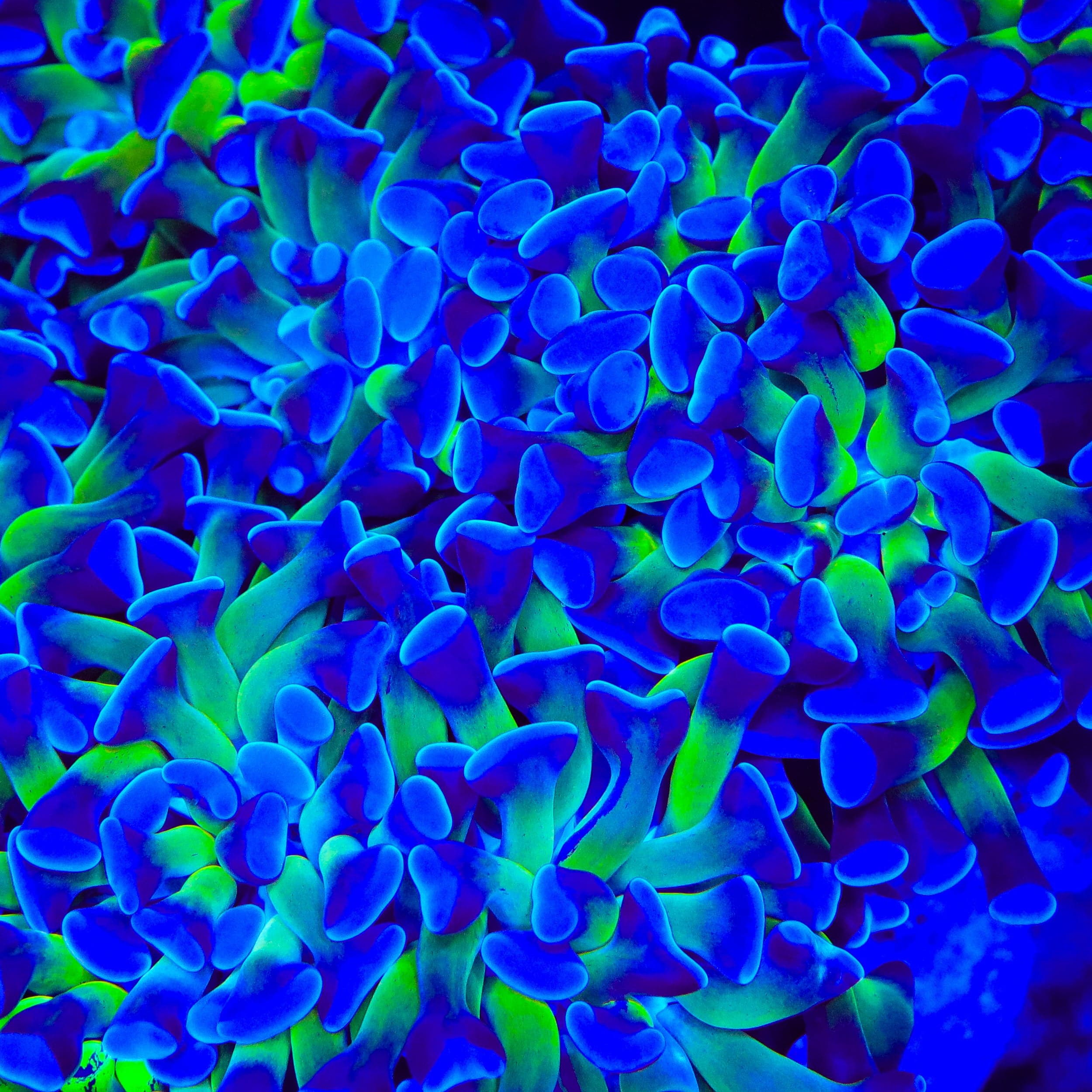 Bicolor Hammer Coral