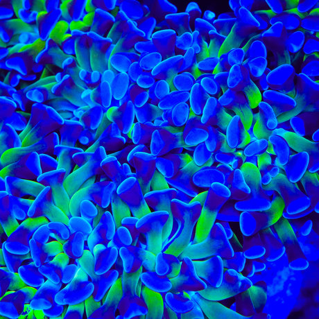 Bicolor Hammer Coral