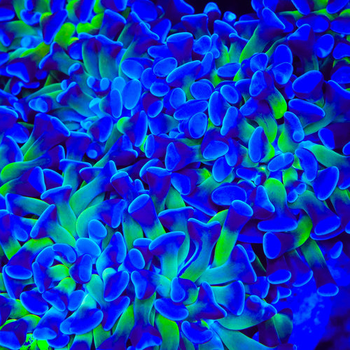 Bicolor Hammer Coral