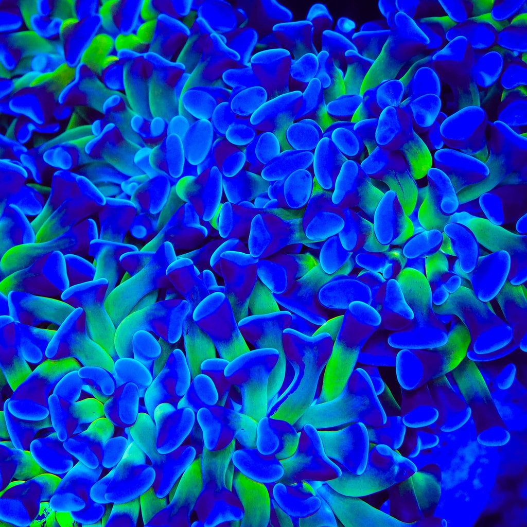 Bicolor Hammer Coral