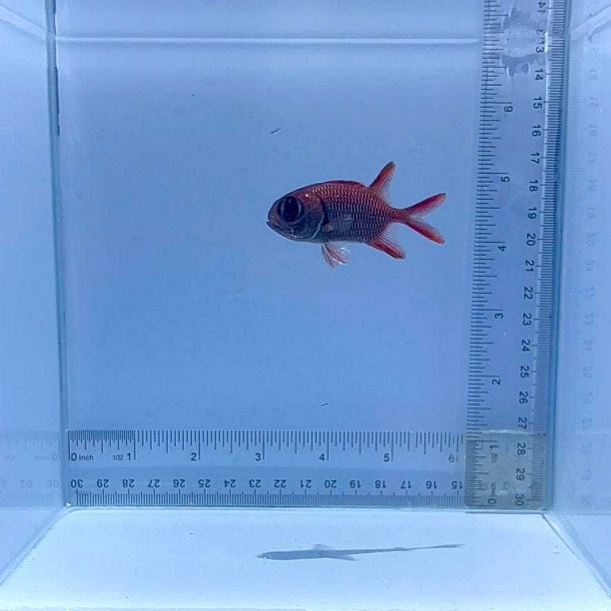 Big Eye Squirrelfish