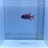 Big Eye Squirrelfish