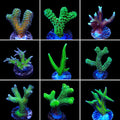 Birdsnest 3 Coral Frag Pack