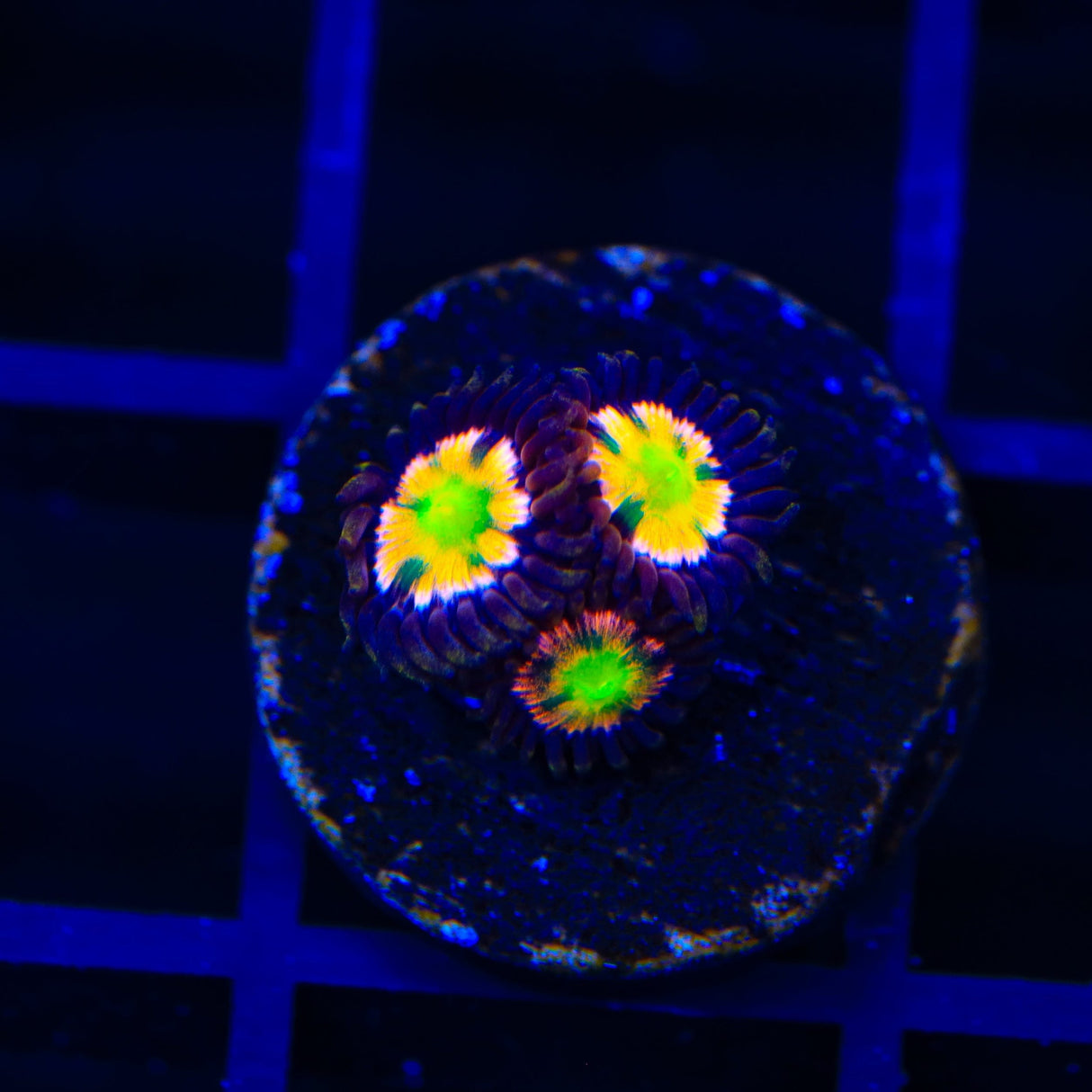 Bizarro Zoanthids Coral