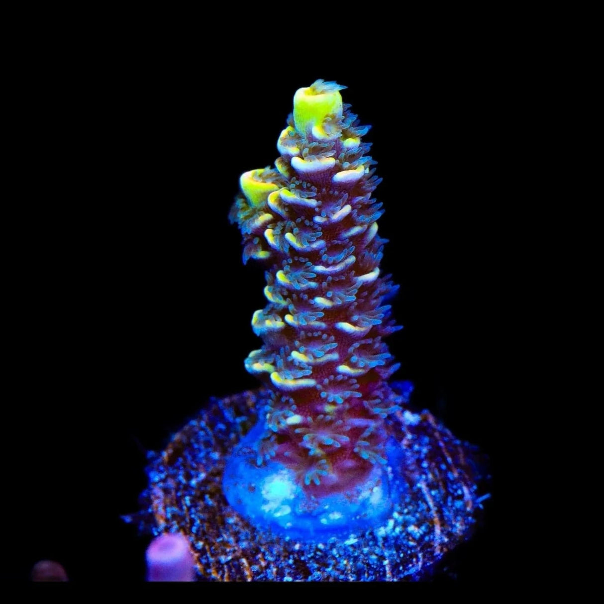 BkChem Froot Loops Acropora Coral