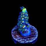 BkChem Froot Loops Acropora Coral