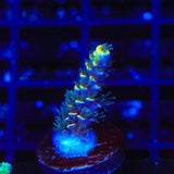 BkChem Froot Loops Acropora Coral