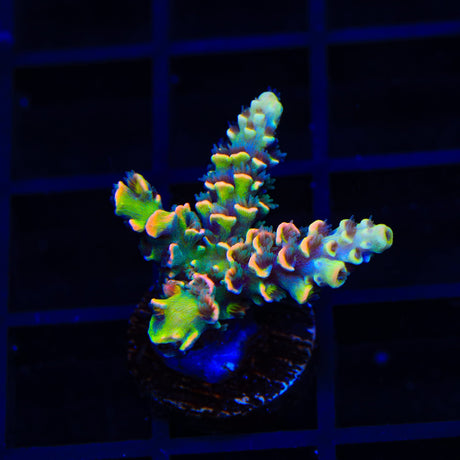 BkChem Froot Loops Acropora Coral