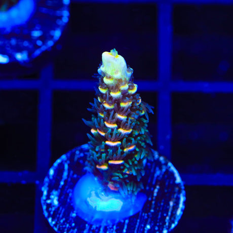 BkChem Froot Loops Acropora Coral