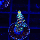 BkChem Froot Loops Acropora Coral
