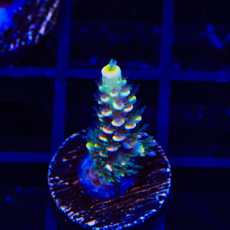 BkChem Froot Loops Acropora Coral