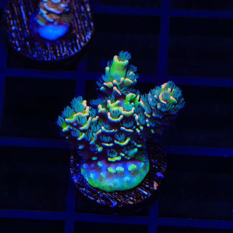 BkChem Froot Loops Acropora Coral