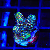 BkChem Froot Loops Acropora Coral