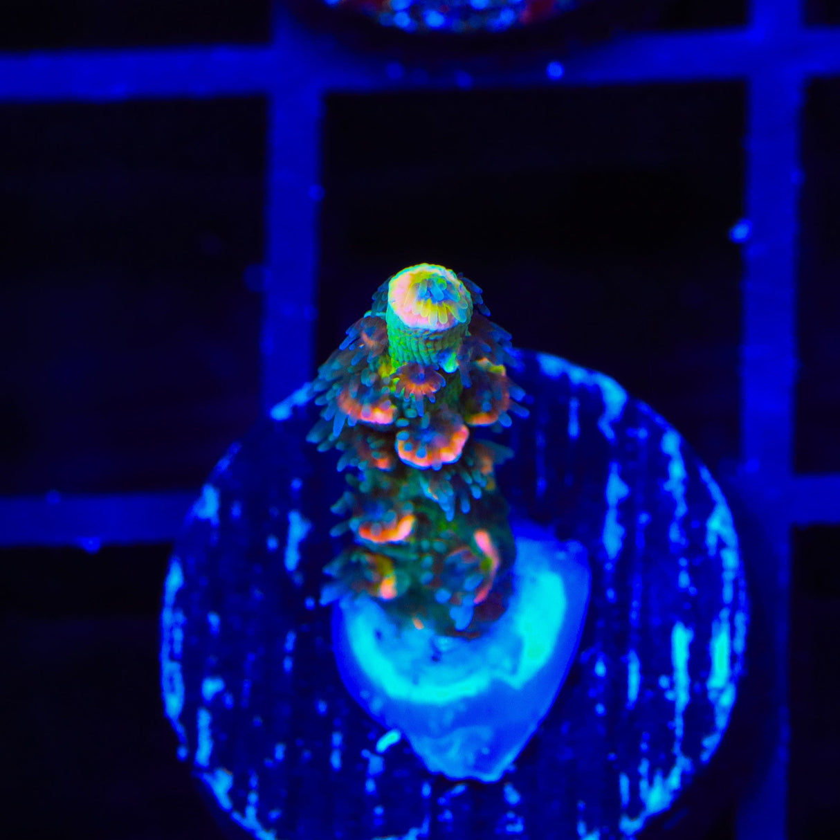 BkChem Froot Loops Acropora Coral