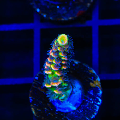 BkChem Froot Loops Acropora Coral