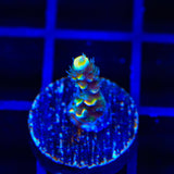 BkChem Froot Loops Acropora Coral