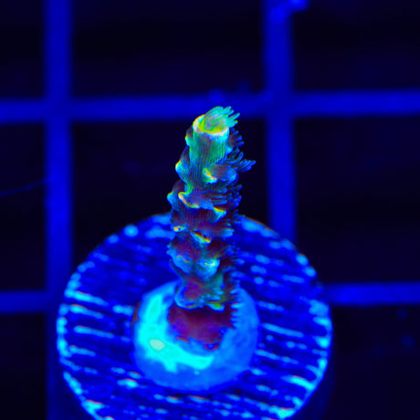 BkChem Froot Loops Acropora Coral