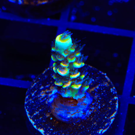 BkChem Froot Loops Acropora Coral