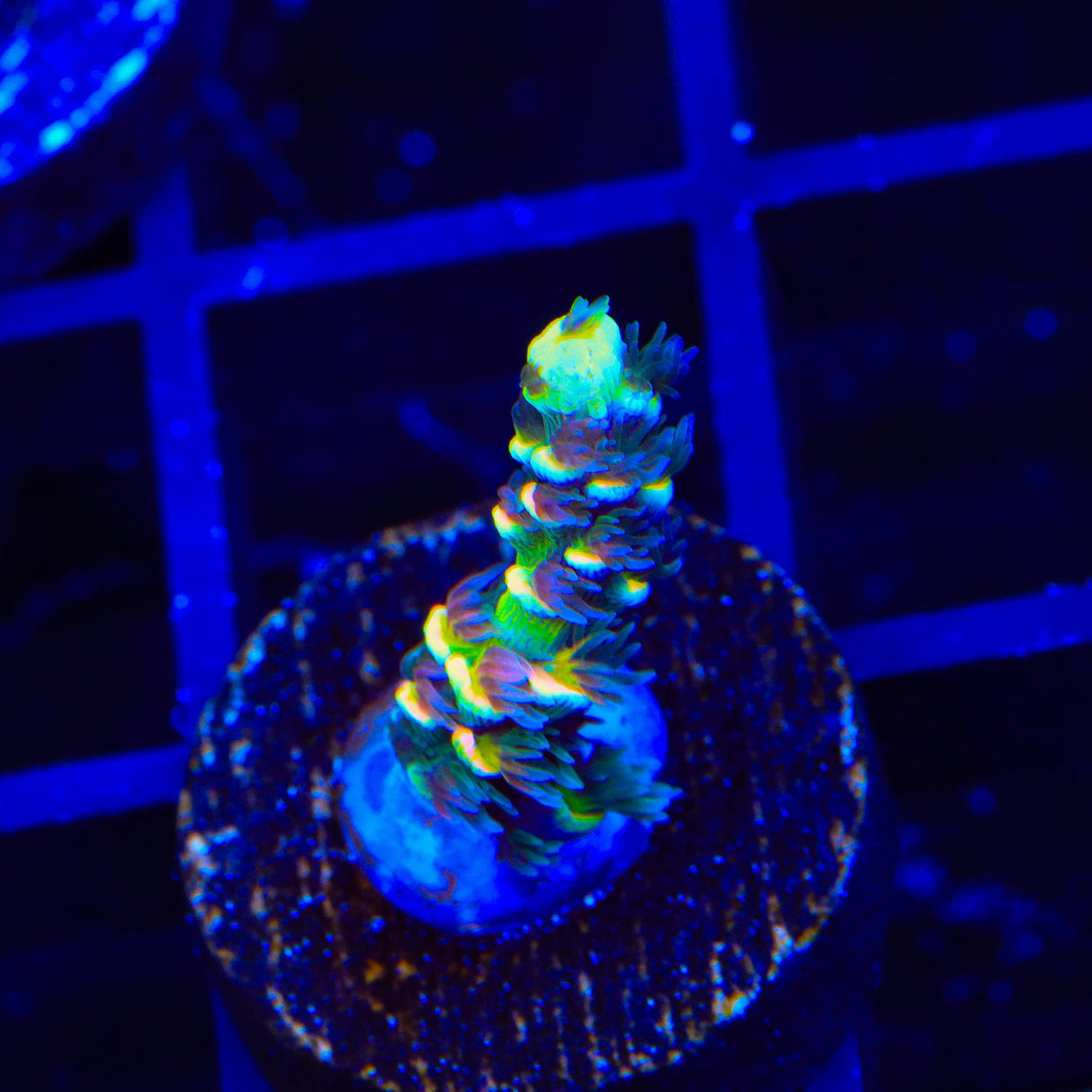 BkChem Froot Loops Acropora Coral