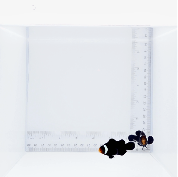 Black Extreme Misbar Clown Pair