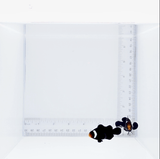 Black Extreme Misbar Clown Pair