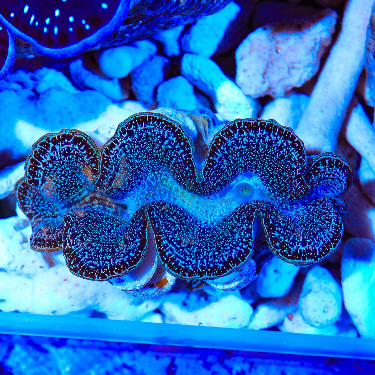 Black Maxima Clam 2"