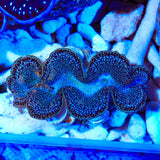 Black Maxima Clam 2"