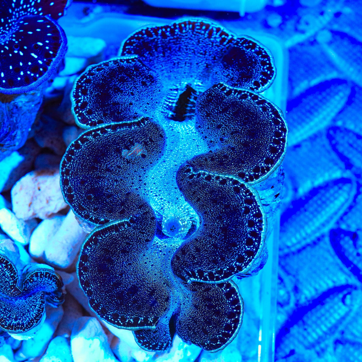 Black Maxima Clam 3"