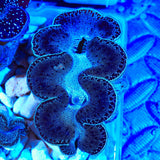 Black Maxima Clam 3"