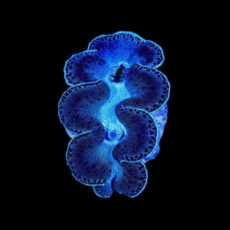 Black Maxima Clam 3"