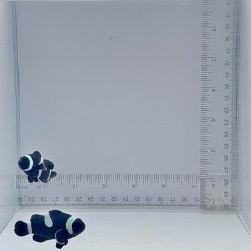 Black Ocellaris Clown Fish Pair