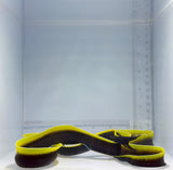 Black Ribbon Eel Fish