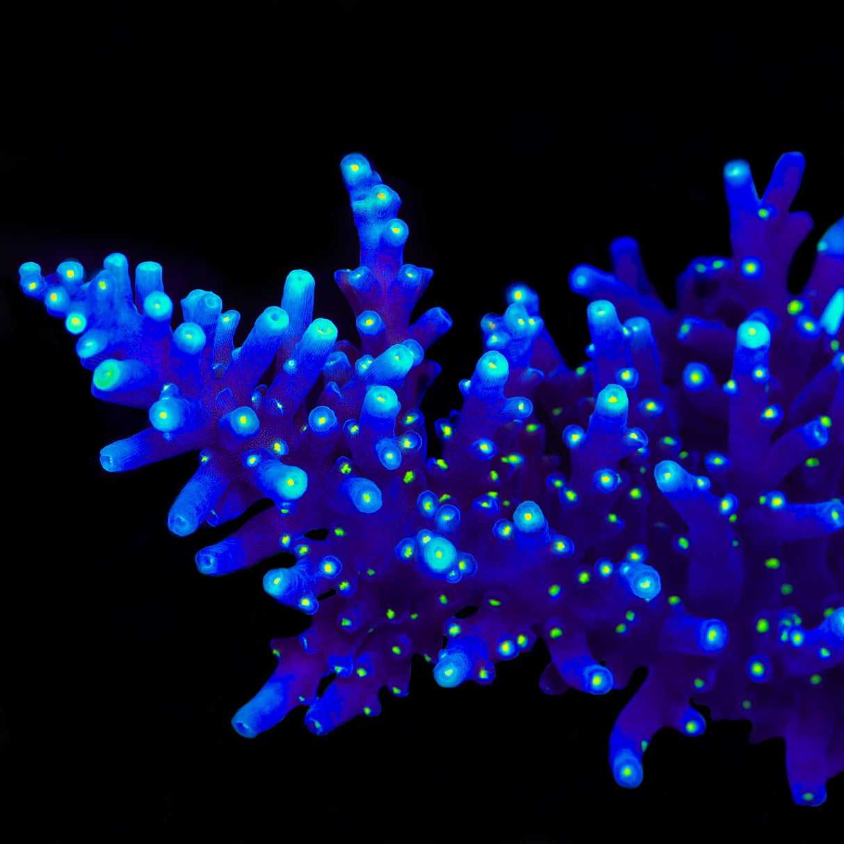 Black Sabbath Dragon Acropora Coral