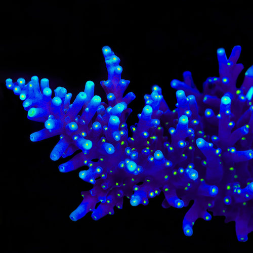 Black Sabbath Dragon Acropora Coral