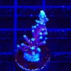 Black Sabbath Dragon Acropora Coral